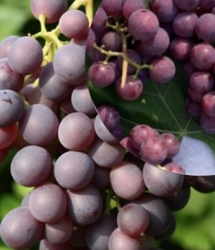 Viinapuu ´Shirvintas´ (Vitis)