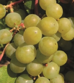 Viinapuu ´Supaga´ (Vitis)