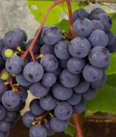 Viinapuu ´Zilga´ (Vitis)