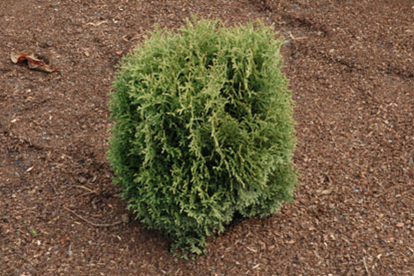 Harilik elupuu ´Waterfield´ (Thuja occidentalis)