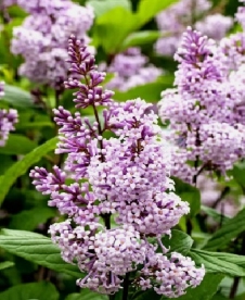 Wolfi sirel (Syringa wolfii)