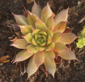 Mägisibul ´X´ (Sempervivum)