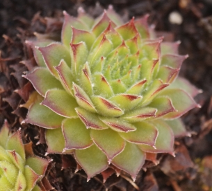 Mägisibul `X1´ (Sempervirum)