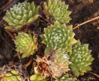 Mägisibul ´X3´ (Sempervirum)