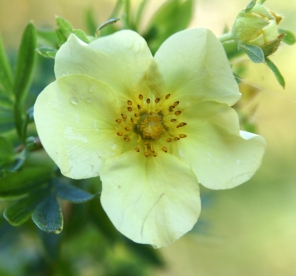 Põõsasmaran ´Salme´ (Potentilla fruticosa)