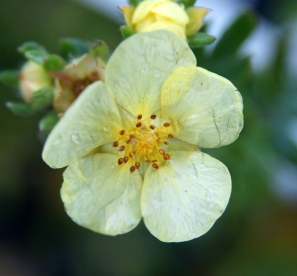 Põõsasmaran ´Aidi´ (Potentilla fruticosa)