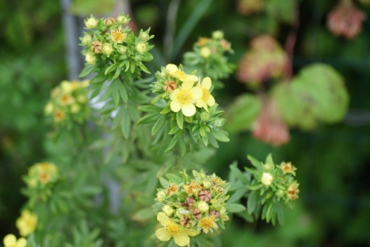 Põõsasmaran ´Yellow Arrol´ (Potentilla fruticosa)