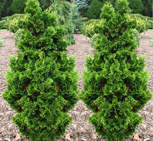 Harilik elupuu ´Zmatlik´ (Thuja ocidentalis)