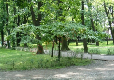 Leinapärn ´Zory´ (Tilia cordata)