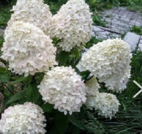 Aedhortensia ´Little Alf´ (Hydrangea paniculata)