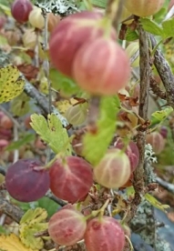 Karusmari Smeena´ (Grossularia)