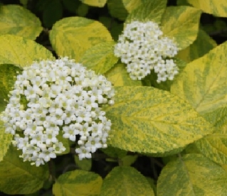 Villane lodjapuu ´Variegatum´ (Viburnum Lantana)