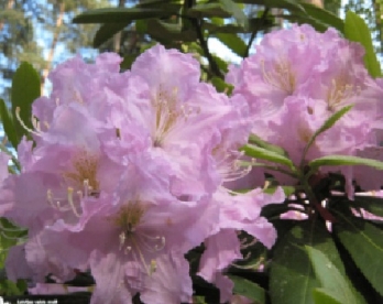 Rododendron ´Vizma´ (Rhododendron)